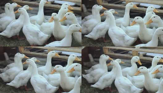 一群白色的小鸭子高清在线视频素材下载
