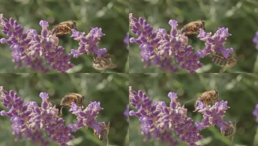 薰衣草与蜜蜂高清在线视频素材下载