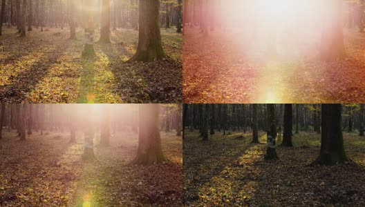 T/L 8K拍摄的森林下层生长在日出高清在线视频素材下载