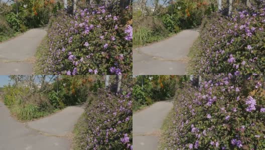 鲜花盛开的乡间小路高清在线视频素材下载