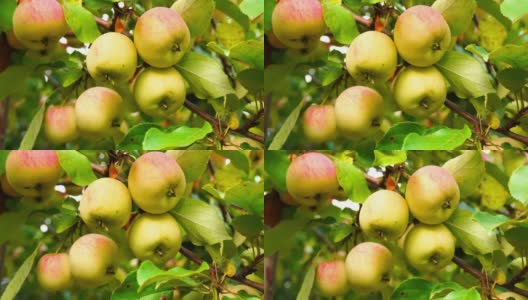 美味的苹果在苹果树枝上。近距离拍摄美味的成熟多汁的水果悬挂在阳光下的绿色花园，准备收获。生态概念，园艺，时令水果。高清在线视频素材下载