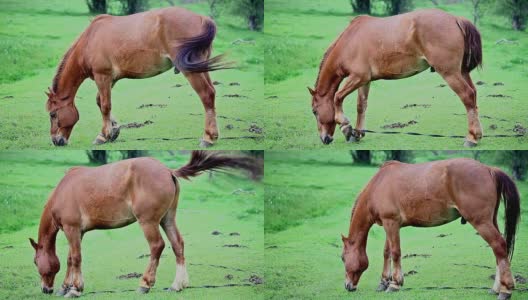 马在绿色的田野里高清在线视频素材下载