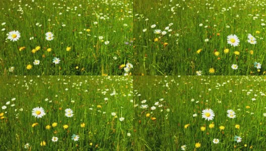 春季草地跟踪拍摄(4K/超高清到高清)高清在线视频素材下载