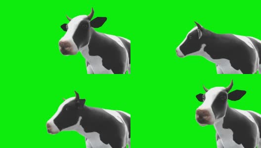 牛咀嚼绿色屏风(可循环)高清在线视频素材下载