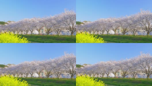 成排的樱花树和黄色的油菜花盛开，是日本的传统景观高清在线视频素材下载