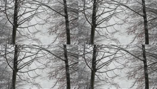 雪花飘落在一片白茫茫的树林里，宁静的冬季景观4K高清在线视频素材下载