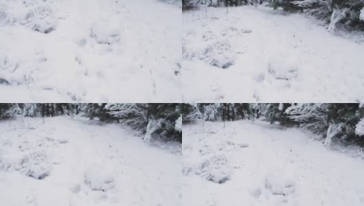 冬天的风景在一片松柏雪原的森林里，雪花飞舞而过高清在线视频素材下载