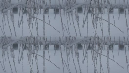 白雪覆盖的柳树枝在微风中摇曳，小雪飘落在背景中高清在线视频素材下载