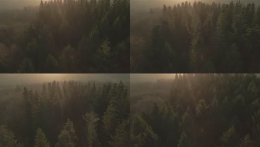 无人机拍摄的飞行在一个雾蒙蒙的早晨日出林地高清在线视频素材下载