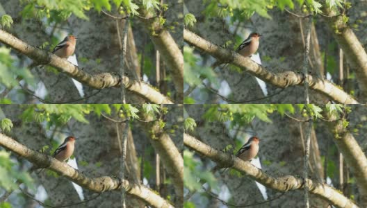 普通的苍头燕雀栖息在爱沙尼亚的北方森林里并发出声音。高清在线视频素材下载