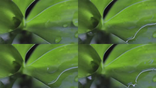 树叶的微距镜头。水滴在树叶上。高清在线视频素材下载