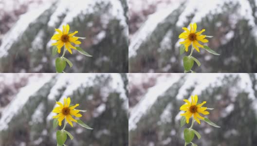 白色背景上的黄色。黄色的向日葵对抗白色的降雪高清在线视频素材下载
