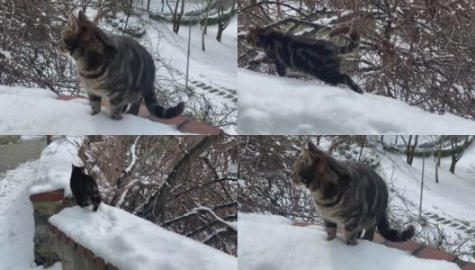 雪地里的流浪猫高清在线视频素材下载