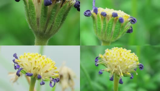 美丽花种子-蓝色雏菊蒲公英高清在线视频素材下载