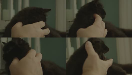 POV男人抚摸着可爱的毛茸茸的小猫高清在线视频素材下载