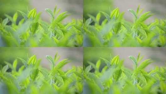 近距离观察绿茶的叶子高清在线视频素材下载