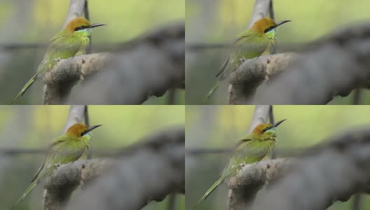 绿色的食蜂鸟栖息在一根树枝上高清在线视频素材下载