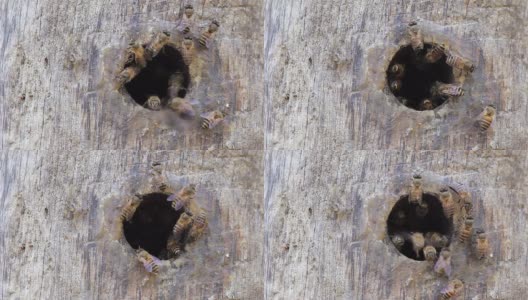 蜜蜂飞回树洞高清在线视频素材下载