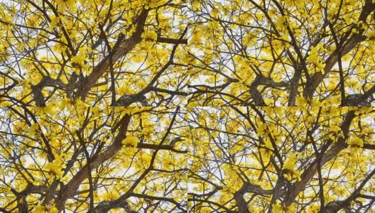金龟子黄或金喇叭花盛开在春天的蓝天背景高清在线视频素材下载