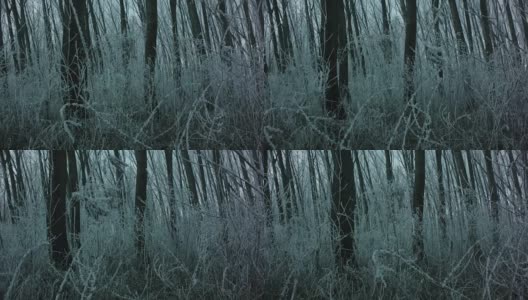 迷雾冬日森林，摄影车拍摄高清在线视频素材下载