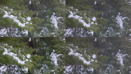 白雪皑皑的树枝高清在线视频素材下载