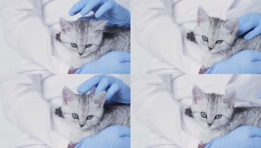 兽医与小灰色苏格兰小猫在他的手臂在医疗动物诊所关闭高清在线视频素材下载