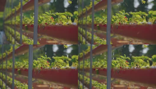 有机温室草莓灌丛浇水，自动化灌溉系统，水培高清在线视频素材下载