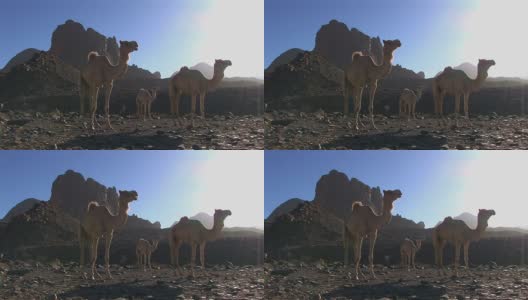 沙漠中的骆驼高清在线视频素材下载