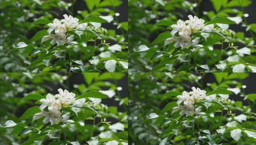 橙色的茉莉花高清在线视频素材下载