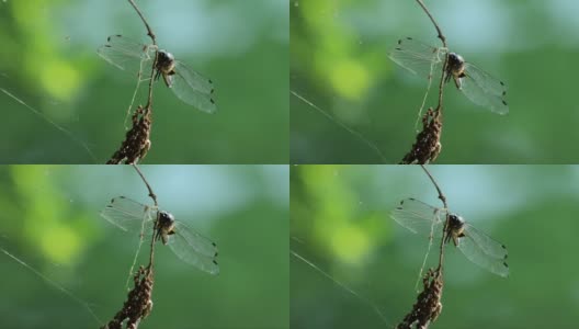 一只蜻蜓在树枝上飞翔，那就是苍蝇拍高清在线视频素材下载