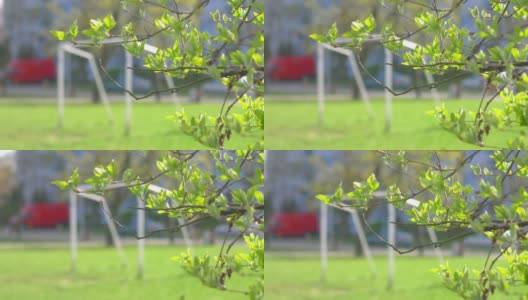绿地上的目标4k慢镜头60帧/秒高清在线视频素材下载