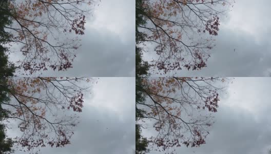 韩国的秋天正落叶如织。在韩国，秋叶之美被称为“枫叶之旅”。高清在线视频素材下载