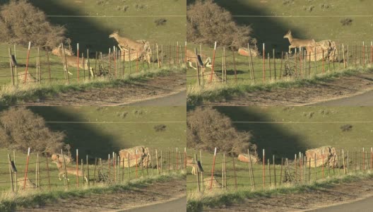 鹿跳篱笆高清在线视频素材下载