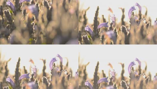 淘金:小小的紫色花园高清在线视频素材下载