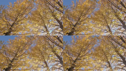 秋风吹黄银杏树高清在线视频素材下载