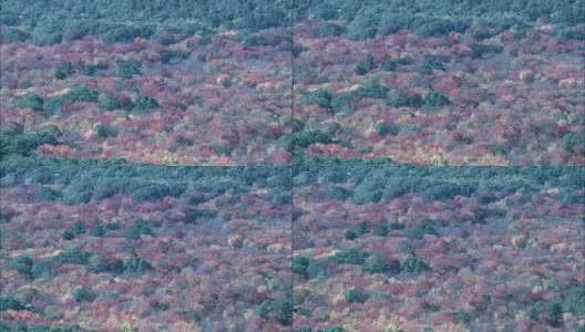 秋天的颜色附近的康科德-鸟瞰图-马萨诸塞州，米德尔塞克斯县，美国高清在线视频素材下载