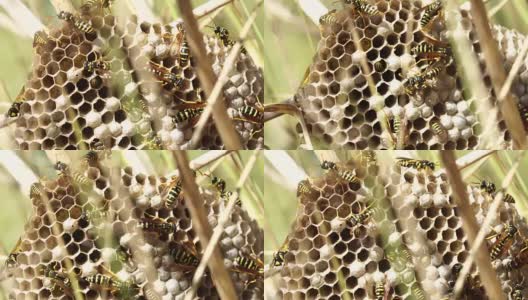 黄蜂在草丛中筑巢高清在线视频素材下载
