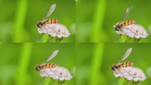 Hoverfly在一个白色的野花-微距镜头高清在线视频素材下载
