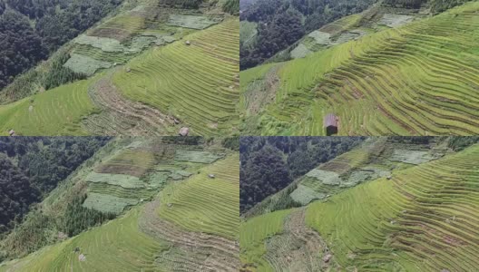 中国桂林龙胜的龙脊梯田高清在线视频素材下载