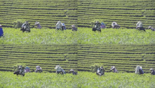 来自泰国的农民在茶园采集茶叶高清在线视频素材下载