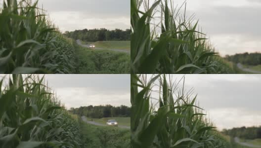 玉米田的车高清在线视频素材下载