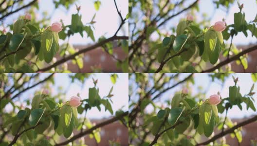 贴梗海棠树开花高清在线视频素材下载
