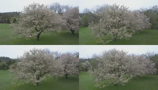 在花树周围飞行(未分级的镜头)高清在线视频素材下载