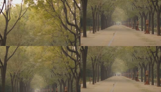 平移:空气污染下公园的树拱高清在线视频素材下载