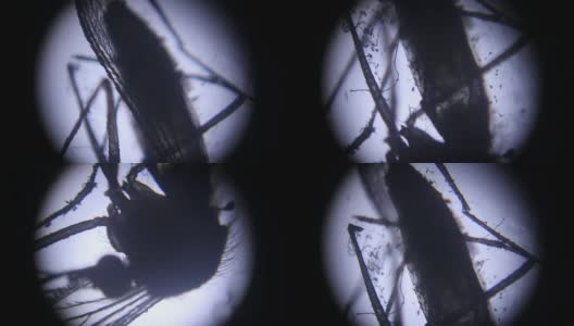 显微镜下观察雌蚊高清在线视频素材下载