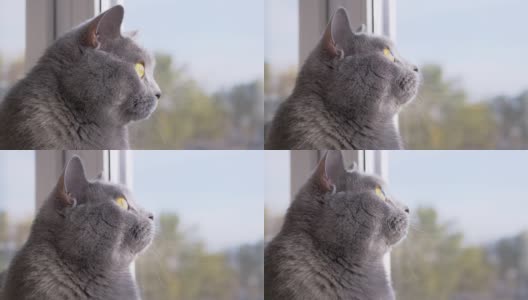 灰色的英国家猫看着窗外，看着飞翔的鸟儿。近距离高清在线视频素材下载