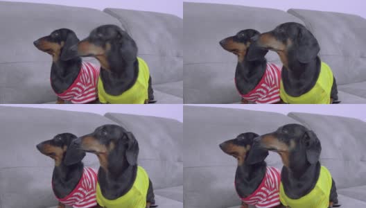 两只可爱的腊肠犬穿着色彩鲜艳的t恤，坐在沙发上专心地看着主人，等着吃饭或散步高清在线视频素材下载