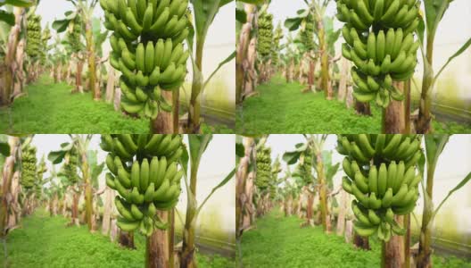 温室里的一串香蕉树。高清在线视频素材下载