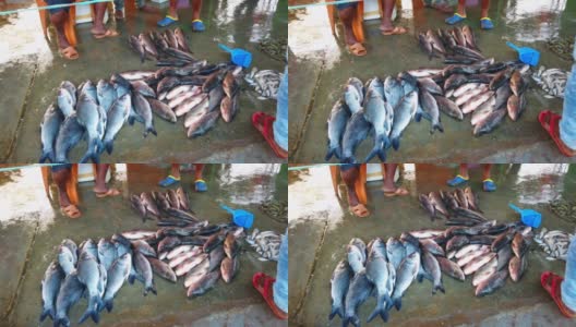印度鱼市场上的鱼高清在线视频素材下载