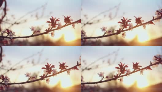 苹果花在宁静的日落景象高清在线视频素材下载